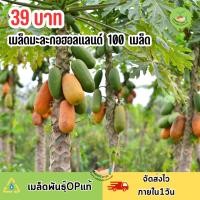 ราคา เมล็ดมะละกอฮอลแลนด์ บรรจุ 100 เมล็ด (29012695684)
