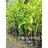 ราคา ต้นมะนาว พันธุ์แป้นพิจิตร ต้นกิ่งตอน ต้นติดผล สูง 1.3-1.5 เมตร (40010018008)
