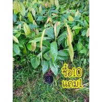 ราคา ต้นโกโก้ ชุมพร1 เพาะเมล็ด1ชุด5ต้น (7663154898)