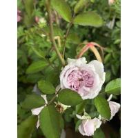 ราคา เรนนี่บลู กุหลาบเลื้อย สีม่วงเลี้ยงง่ายโตเร็ว (21639933917)