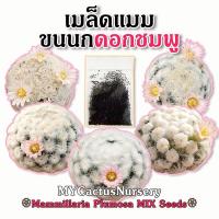 ราคา เมล็ดแมมขนนกญี่ปุ่นดอกชมพู, Mammillaria Plumosa Seeds, เมล็ดขนนกขาวขนร่ม, เมล็ดขนนกขนร่มหุบ, เมล็ดแมมขนนกขาวดอกชมพู (13267505034)