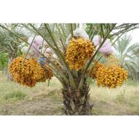 ราคา ต้นอินทผาลัม อายุ 3 ปี ต้นสูง 100 cm บาฮีเหลือง พันธุ์ที่นิยมกินผลสดได้แก่ สายพันธุ์บาฮี (BARHEE / BARHI) (4868989175)