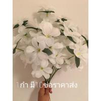 ราคา ดอกลีลาวดี ดอกลีลาวดีช่อ 1กำได้10ช่อราคาถูก (9674385661)