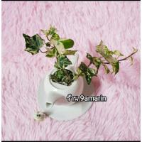 ราคา ไอวี่ต้นไม้ฟอกอากาศ ต้นไอวี่ อิงลิชไอวี่ ด่างขาว (5728086553)
