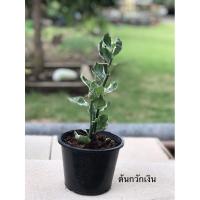 ราคา ต้นกวักเงินกวักทอง ในกระถาง 5 นิ้ว (7956167324)