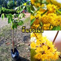 ราคา ต้นรวงผึ้ง ไม้มงคล ไม้ยืนต้น ดอกสีเหลือง (18079942290)