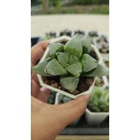 ราคา Haworthia ฮาโวเทียสวยๆ_succulent echeveria haworthia cactus ไม้อวบน้ำ แคคตัส ฮาโวเทีย ไลทอป (27874889739)