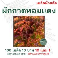 ราคา เมล็ดผักกาดหอมแดง 100 เมล็ด 10 บาท อัตราการงอกสูง / ผักสลัด สลัด เมล็ดผักสลัด เมล็ดผัก เมล็ดพันธุ์ผัก ผักอินทรีย์ (3559378754)
