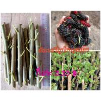 ราคา กิ่งมัลเบอรี่,หม่อนกินผลลูกใหญ่ดก12 กิ่ง (11221566307)