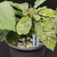 ราคา มะพร้าวทะเลทรายใบกลมด่าง(dorstenia) (15993620724)