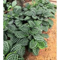 ราคา ว่านนกคุ้มเมืองและว่านนกคุ้มป่า หรือ ว่านนกคุ่ม ไม้มงคล (9073412483)