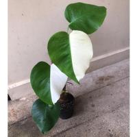 ราคา 26/05/68/68มอนสเตอร่า อัลโบ้ด่าง ( Monstera Albo) มอนสเตร่า ไม้ใบด่าง สวยๆ กระถาง6นิ้วไม้ฟอกอากาศ (28700979892)