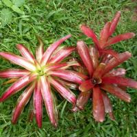 ราคา สับปะรดสีคู่สุดคุ้ม นีโอปิกกาโล+นีโอซุปเปอร์ฟายบอล สีสวยเหมาะกับจัดสวน สุดคุ้มมาก (19590563871)