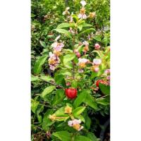 ราคา เชอร์รี่แคระ กระถาง 11 นิ้ว ต้นสวยและแข็งแรง (กทม) (42061065293)