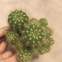 ราคา A Little cactus| แคคตัส กระบองเพชร ดาวล้อมเดือนกอ (17656921325)