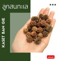 ราคา ลูกสนทะเล Kaset Ban Gie (22134147310)