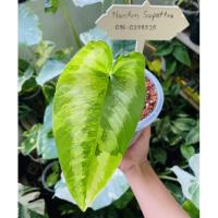 ราคา กวักพระพรหมด่าง ไม้หน่อ ด่างจัดๆ (18252547205)