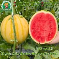 ราคา เมล็ดพันธุ์แตงโมเรดโกลด์ 20 เมล็ด เมล็ดแตงโมผลกลม ผิวเหลือง เนื้อแดง เมล็ดแตงโมเรดโกลด์ Golden Watermelon Seeds Plants (42922197038)