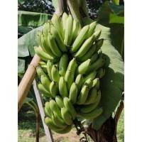 ราคา หน่อกล้วยหอมเขียวเตี้ย (44270565988)