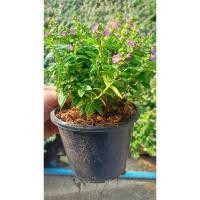 ราคา ต้นหลิวไต้หวันดอกสีม่วง (Elfin Herb) (25272416286)