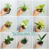 ราคา ว่านมหาเสน่ห์ ต้นออมเงิน ออมทอง เขียวหมื่นปี หญ้าหนวดปลาดุก(ขั้นต่ำ2 ต้น) (2300656254)