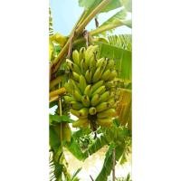 ราคา หน่อกล้วยไข่พระตะบอง กล้วยเนื้อเยอะ พันธ์ุหายาก หน่อสูงประมาณ 25-30 ซม. (40820571958)