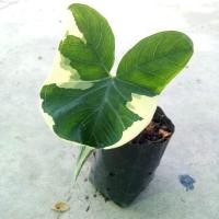 ราคา ต้นถุงเงินถุงทอง(ถุง5นิ้ว)ว่านเมตตามหานิยมค้าขายเก็บเงินเก็บทองได้มาก (9904343217)