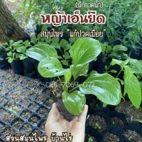 ราคา หญ้าเอ็นยืด ต้นละ 35 บาท “สมุนไพรแก้ปวดเมื่อย” ผักกาดน้ำ (7855175276)
