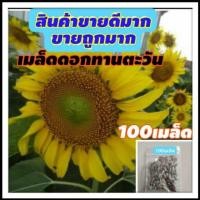 ราคา เมล็ดดอกทานตะวัน 100เมล็ด (เม็ดลาย) ดอกทานตะวัน เมล็ดพันธุ์ดอกทานตะวัน (7634499461)
