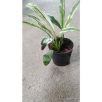 ราคา กวักเงินหรือเดหลีใบด่าง #กวักเดหลี#เดหลีใบด่างกระถาง3นิ้ว (5141738339)