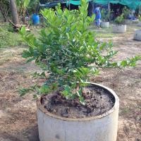 ราคา กิ่งมะนาวแป้นรำไพ สวนแป้นไร่เงิน กิ่งพันธุ์แป้นรำไพ(ุตุ้มตอน) (14711618498)