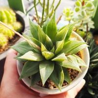 ราคา ฮาโวเทีย Haworthia บัวแก้ว ดอกสีขาว ส่งแบบถอดกระถาง ไม้ชำหน่อ แคคตัส กระบองเพชร ไม้อวบน้ำ (14713882515)