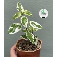 ราคา บุษบาพารวยยูโฟเบียไดโนเสาร์ (9179194485)