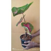 ราคา บอนสีเงาะถอดรูป ยิ่งโตยิ่งสวย ❤️❤️กดเลือกต้นจริงตามภาพเลยจ้าแยกจากต้นแม่ไม่เคยผ่าหัว (13121301737)