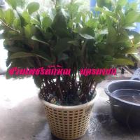 ราคา กิ่งพันธุ์ฝรั่งกิมจูไร้เมล็ดแท้ (ชุดละ 10 กิ่ง) (6256355432)