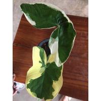 ราคา ถุงเงินถุงทอง ต้นจริง ต้นเดียวมี 2 สี (11421345592)