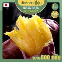 ราคา มันหวานญี่ปุ่น ขนาด 500g เบนิฮารุกะ มันญี่ปุ่นหวาน มันญี่ปุ่น มันญี่ปุ่นแท้ มันญี่ปุ่นเบนิฮารุกะ beni haruka (9006039390)