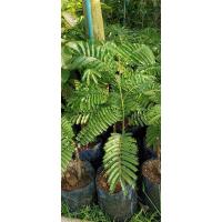 ราคา ต้นสะตอติดตาสายพันธุ์สะตอข้าว (20379875391)