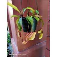 ราคา ต้น หม้อข้าวหม้อแกงลิง ไม้กินแมลง (15012751392)