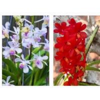 ราคา กล้วยไม้เอื้องเข็มดอกขาวปากม่วงดอกสีแดง ดอกสีส้มลุ้นสีดอกมีกลิ่นหอม (23112476707)