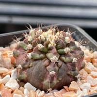 ราคา Gymnocalycium T-Rex | Cactusยิมโน | ทีเร็กซ์ | ฟอร์มกอ | กระบองเพชร (9464892561)