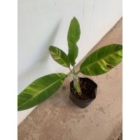 ราคา ต้นกล้วยน้ำว้าปากช่อง 50 ด่างสวย (16597773387)