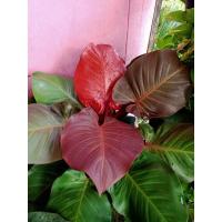 ราคา ฟิโลเดรนดอรเชอรี่เรด (11658014989)