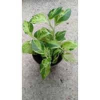 ราคา กวักราชินี กวักทอง ไม้มหามงคล มหาโชคลาภ กวักเรียกเงินเรียกทอง กระถาง 3 นิ้ว 39 บาท (4858933541)