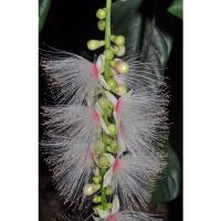 ราคา ต้นจิกนม ไม้ป่าหายาก Barringtonia macrostachya (Jack) Kurz (โปรดดูที่ก้านใบ) (11958734363)