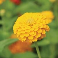 ราคา 100 เมล็ด ดอกบานชื่น บานชื่นหนู บานชื่นฝรั่ง กระดุม ดอกซ้อน Zinnia Seeds ดอกสีเหลือง (41522568158)