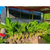 ราคา หมากเตี้ยไม้ล้อม 699฿ (26655300237)