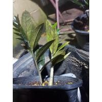 ราคา กวักมรกตดำด่าง-ดำด่าง (10856186496)