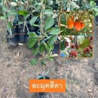 ราคา ต้นละมุดสีดา ละมุดสีดา Manilkara kauki (เสียบยอด) ไม้ยืนต้น หายาก ให้ผล รับปะทานได้ (รับประกันสินค้า) (25858102757)