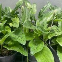 ราคา รวยล้นฟ้า ต้นรวยล้นฟ้า ว่านรวยล้นฟ้า ว่านเพชรฉลูกัณฑ์ ว่านมหารวย ว่านหมูกลิ้ง หอมทะเลทรายใบจุด พร้อมส่ง (10719363328)